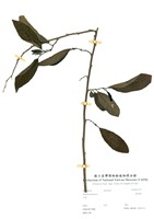 藏品(番荔枝)的圖片